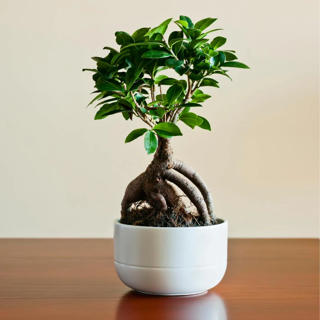 Ficus Retusa Bonsai